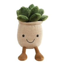 Load image into Gallery viewer, * Succulent Plant
